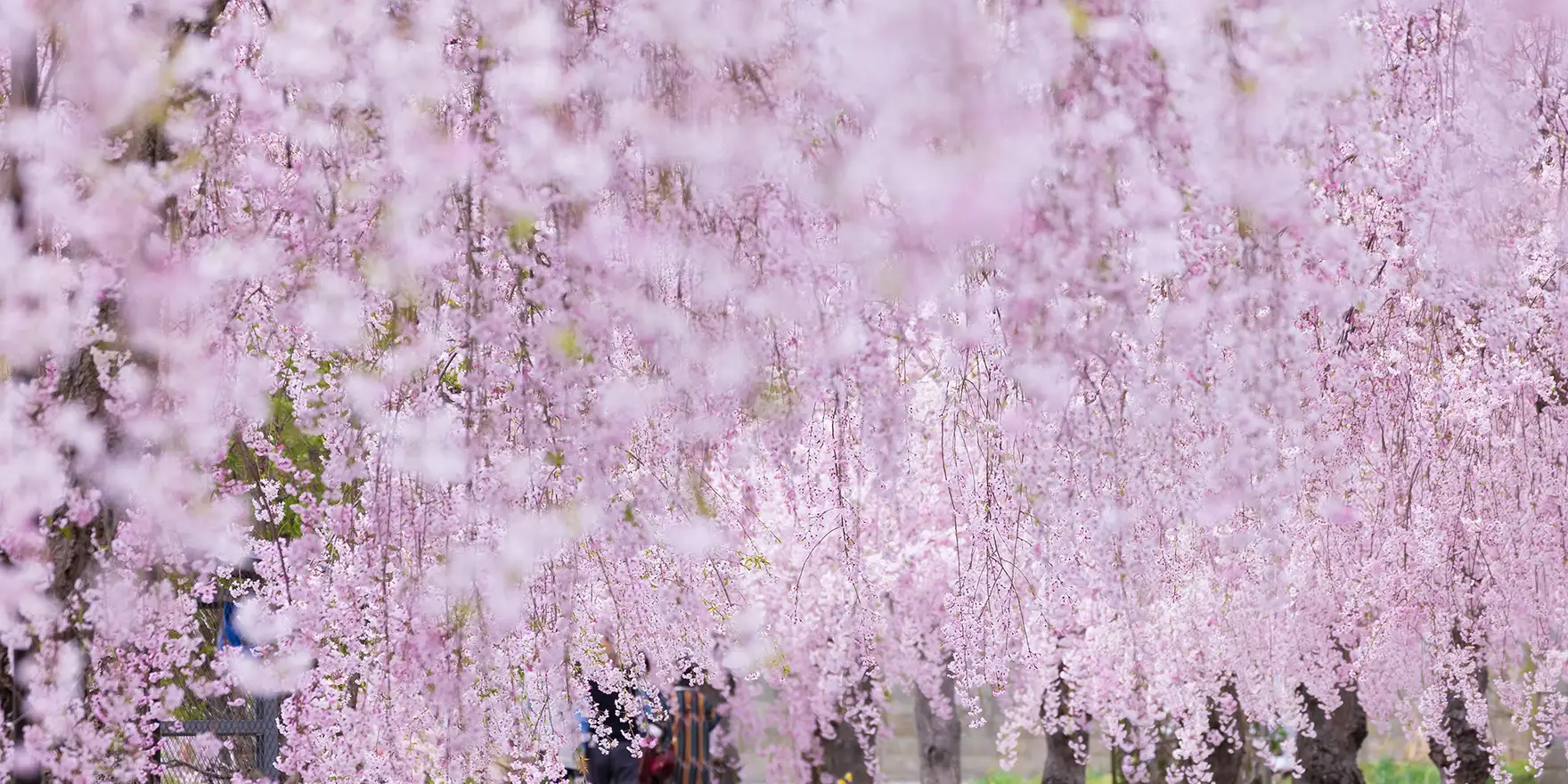 春の和歌のイメージ