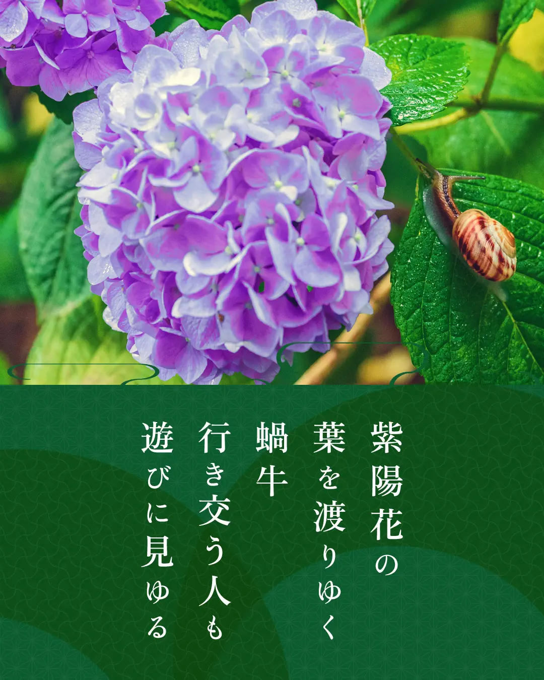 紫陽花の 葉を渡りゆく 蝸牛 行き交う人も 遊びに見ゆる