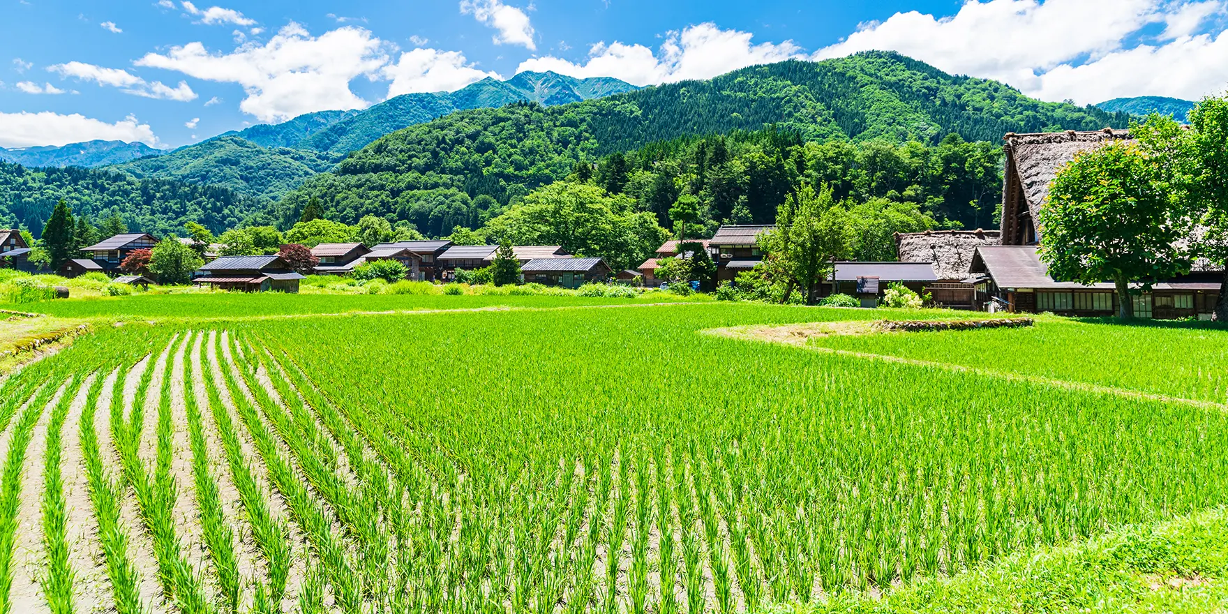 夏の和歌のイメージ
